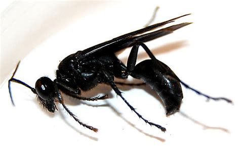 Black Wasp Sting Pictures, Pain, Swelling, Home remedies - BigBear Pest Control