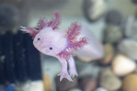 Axolotl: Threats To Its Conservation – StMU Research Scholars