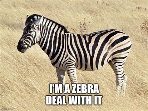 I'm zebra, deal with it - Imgflip