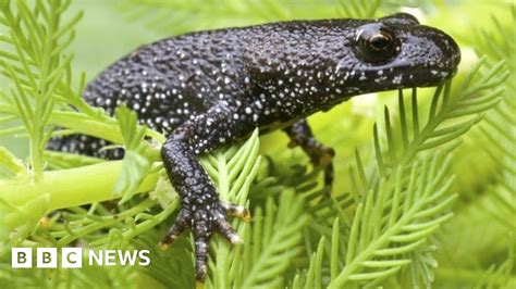 Chester Zoo wants fracking site newts' habitat protected - BBC News