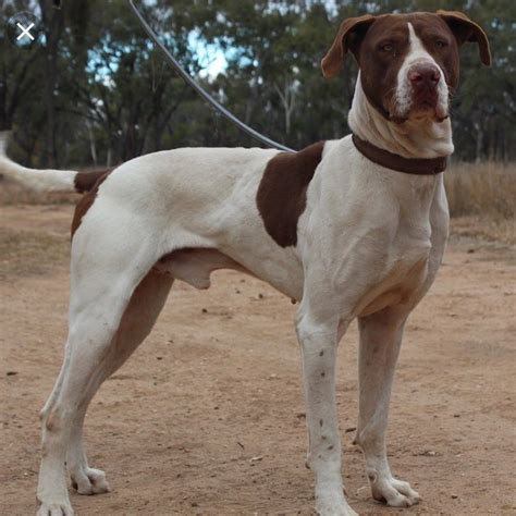 SavantK9 on Instagram: “The Australian Bull Arab - typically 24-28” and ...