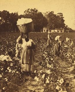 The Economics of Cotton · US History