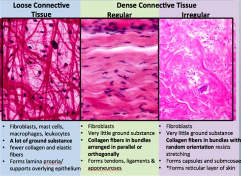 3. Connective Tissue (Havorka) Flashcards | Quizlet