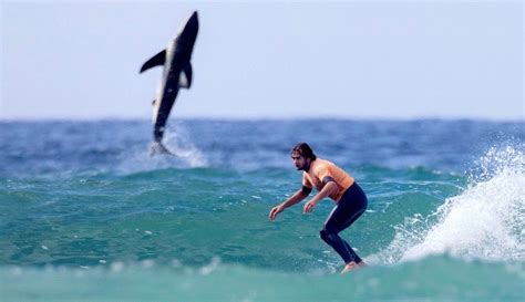 ‘Sharknado’ moment commands spotlight at surfing contest