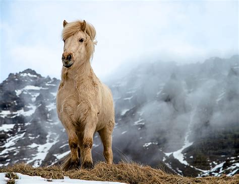 Iceland Horse Wallpapers - Top Free Iceland Horse Backgrounds - WallpaperAccess