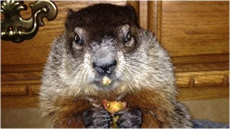 Grouchy groundhog emerges from sock drawer to make Sask. spring and ...