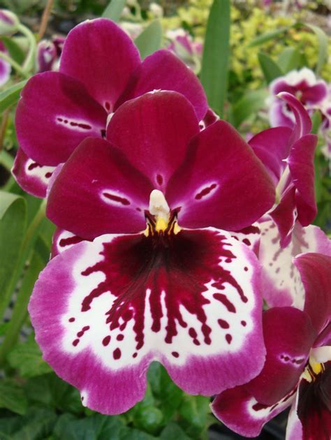 Oncidium Orchids | Orchids, Oncidium orchids, Miltonia orchid