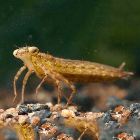 Darner dragonfly nymph (Aeshnidae) – The Catch and The Hatch