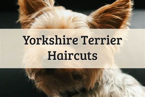 Popular Hairstyles for Yorkshire Terriers (2022 Full Guide)