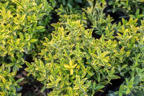 14 Attractive Shrubs that Make Good Ground Cover