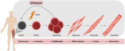 Frontiers | The Microenvironment Is a Critical Regulator of Muscle Stem ...