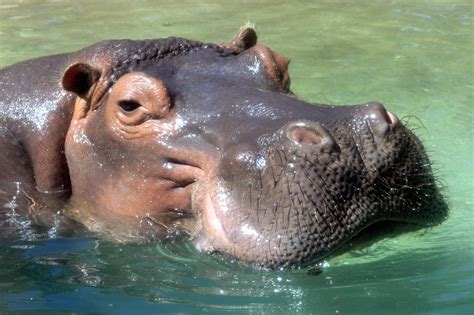 Hippopotamus - Honolulu Zoo Society