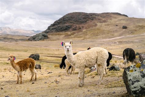 A Sudden Shift of Seasons in the Peruvian Andes – Ryan Wilson – John ...