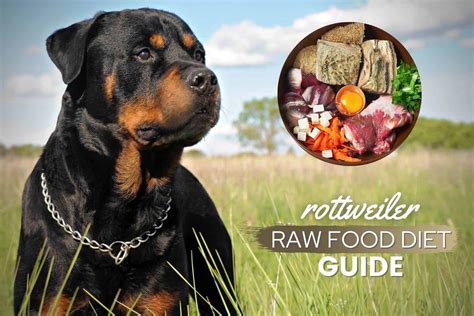 Rottweiler Raw Food Recipes - Find Vegetarian Recipes