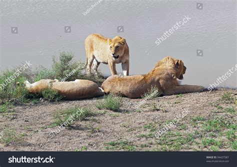 African Lions Near Watering Hole In Serengeti National Park - Tanzania Stock Photo 94427587 ...