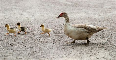 White and Brown Duck With Yellow and Black Ducklings Walking in Gray Floor during Daytime · Free ...