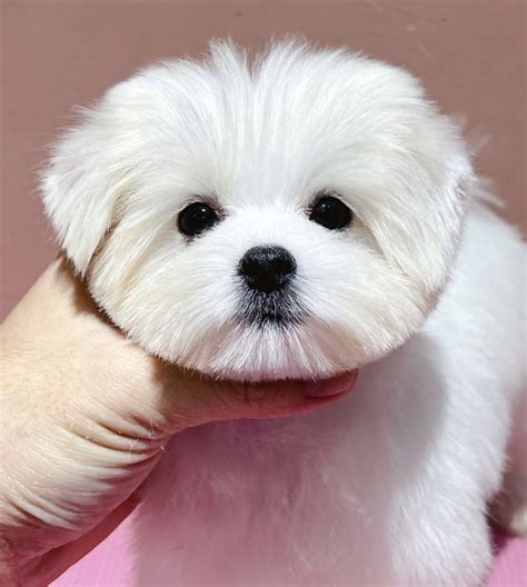 The Art of Maltese Haircuts: 12 Styles to Transform Your Furry ...