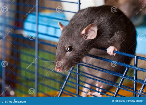 Black rat of breed Dumbo stock image. Image of dumbo - 16587303