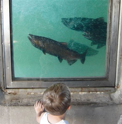 Baby Salmon to Get a Lift on Their Way to the Ocean | KQED