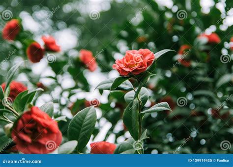 Flowering Shrubs Of Red Camellia Stock Image - Image of camellia, midst ...