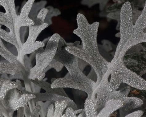 8 Stunning Dusty Miller Varieties That Will Add Elegance to Your Landscape