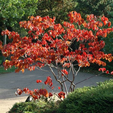 Cornus kousa 'Miss Satomi' (Flowering Dogwood)