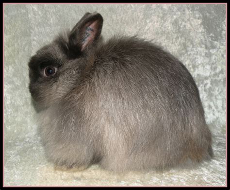 Jersey Wooly Does | Jersey wooly, Jersey wooly rabbit, Cute animals