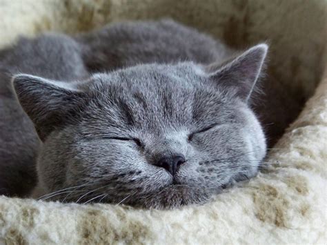 blue cat | Russian blue, Cat sleeping, Beautiful cats