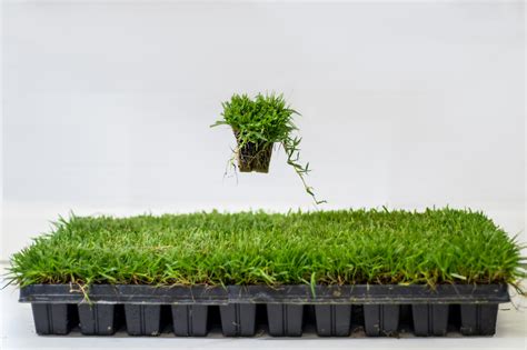 Zoysia Plugs - 50 Full & Lush Grass Plants with Mature Roots Ready to ...