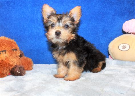 Silky Terrier Puppies For Sale - Long Island Puppies