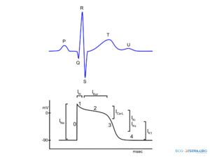 Action potential - ECGpedia