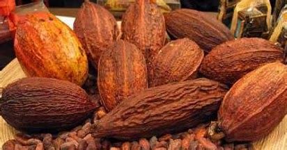 Cara Mengolah Biji Coklat Secara Tradisional Hingga Siap Masak - Pengolahan Sederhana