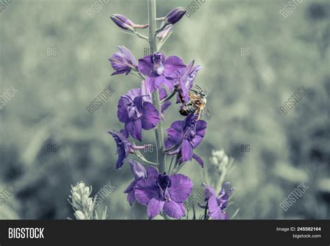 Wildflowers Ukraine. Image & Photo (Free Trial) | Bigstock