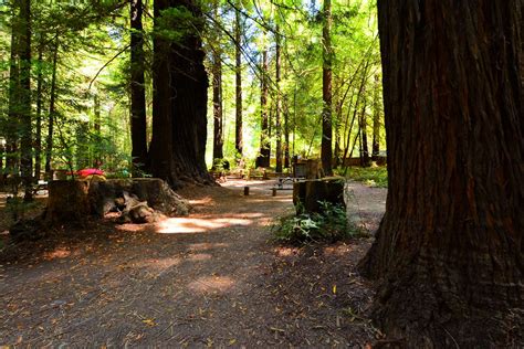 Humboldt Redwoods State Park Campsite_Burlington Humboldt Redwoods ...