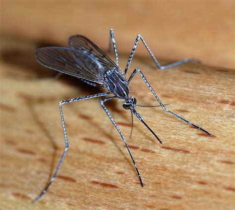 Mosquito - Wikipedia