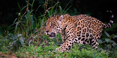 Jaguar Hunting | Brazil | Photos by Jess Lee