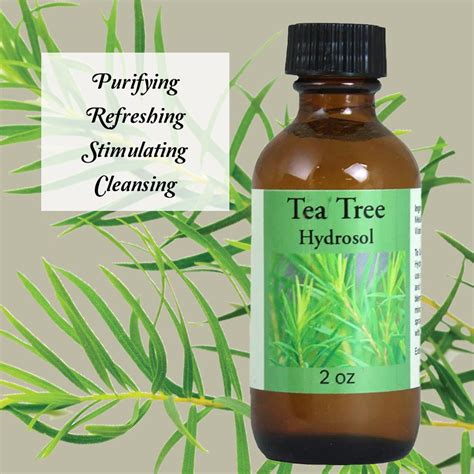 Tea Tree Hydrosol in 2021 | Tea tree, Cleanser and toner, Tea cleanse