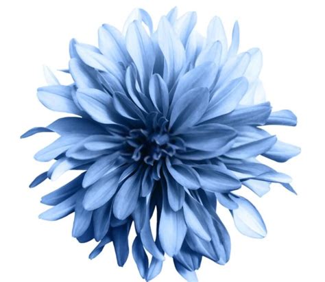 Light blue flower on a white background isolated with clipping | Etsy