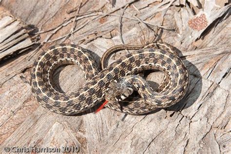 Checkered Garter Snake (Snakes of the Texas and Oklahoma Panhandles and Northeastern New Mexico ...