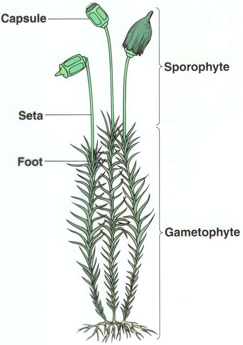 Moss Diagram: Biology | Biology plants, Evolution of plants, Plant science