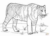Tiger coloring pages To Download And Print For Free sketch template