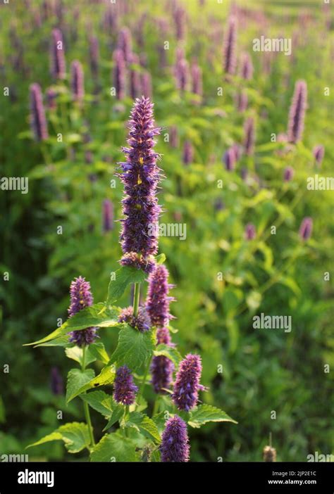 agastache, blue fortune Stock Photo - Alamy