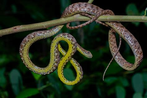 Jasper cat snake (Boiga jaspidea)