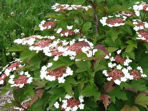 Viburnum Varieties | how to pronounce it but it looks cool viburnums are an understory ...