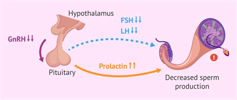 Effect of hyperprolactinaemia on male fertility