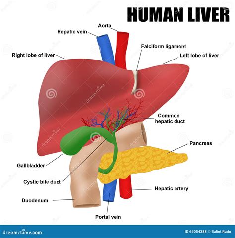 Anatomyof el hígado humano ilustración del vector. Ilustración de ...