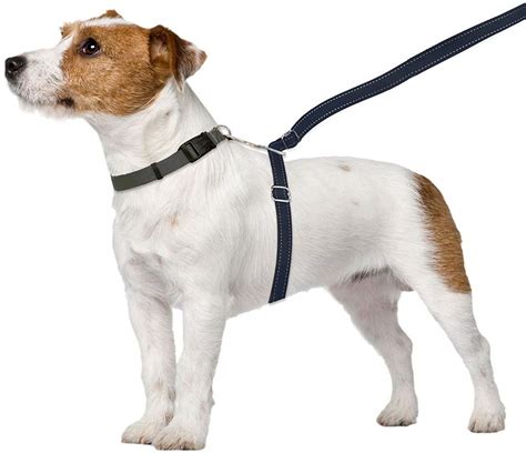 Best No Puller Dog Leashes For Dogs That Pull | iPetCompanion