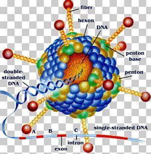 Viral Replication Virus Lytic Cycle Viral Life Cycle Infection PNG, Clipart, Area, Bacteriophage ...