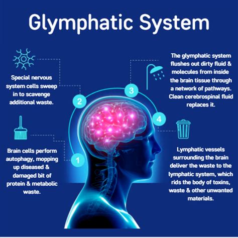 Why Is The Glymphatic System Is So Important For Brain?