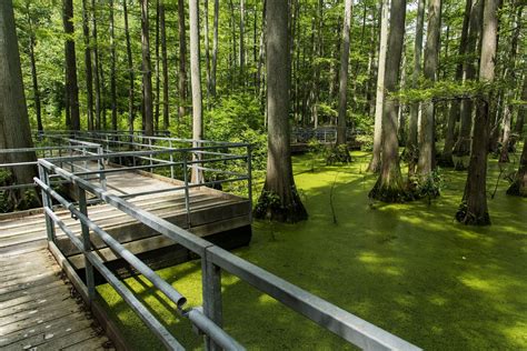 Cache River Wetlands | The Nature Conservancy in Illinois